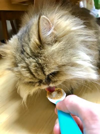 ねこ