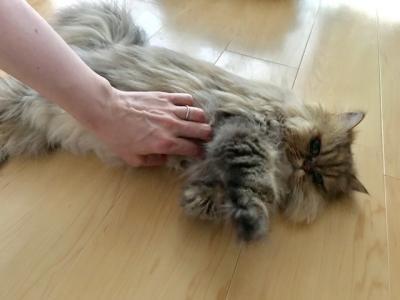 ねこ