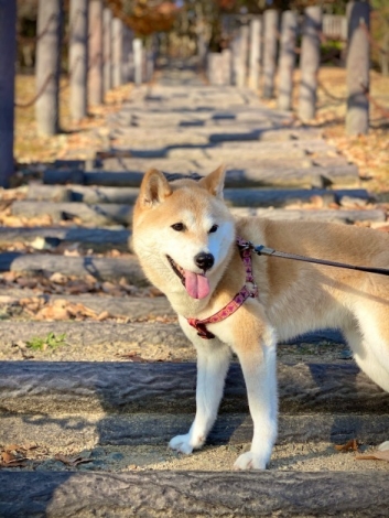 柴犬