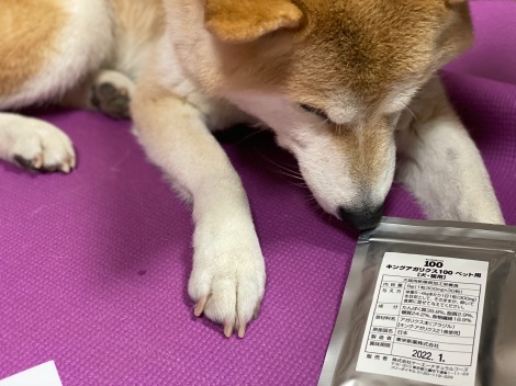 柴犬