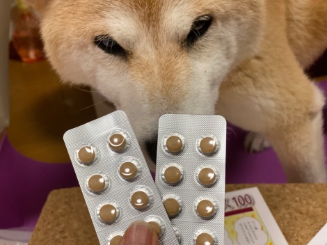 柴犬