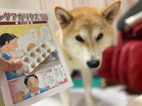 柴犬