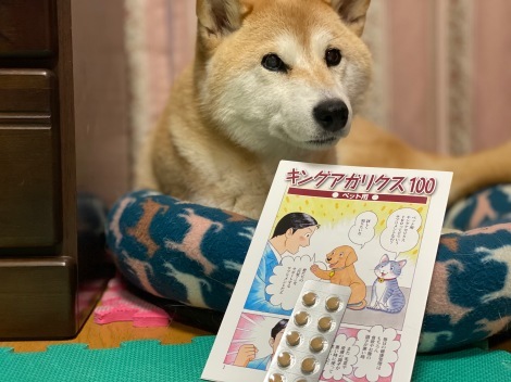 柴犬