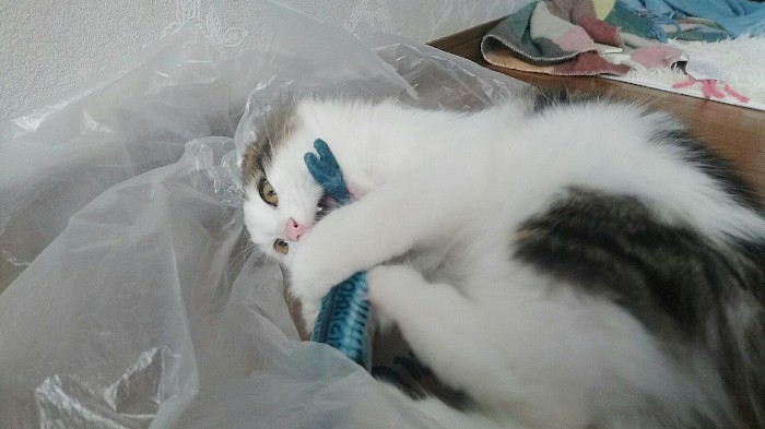 ノルウェージャンフォレストキャット