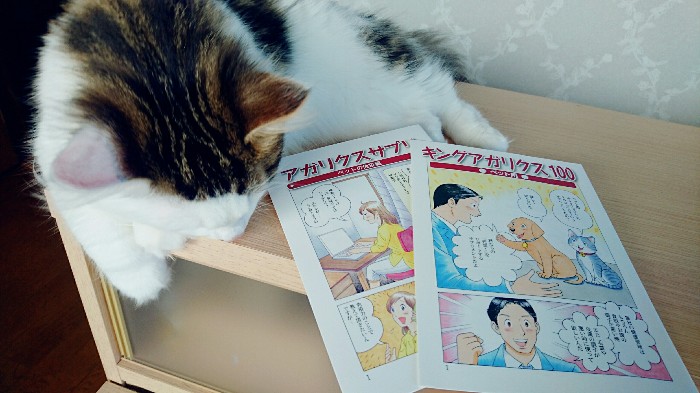 ノルウェージャンフォレストキャット
