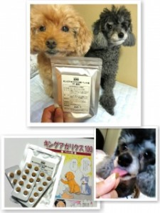 犬とキングアガリクス100