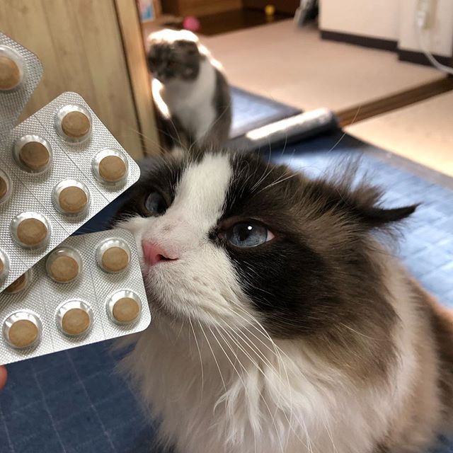 ねことアガリクス