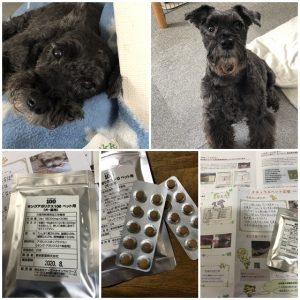ペット用キングアガリクス100とミニチュアシュナウザー