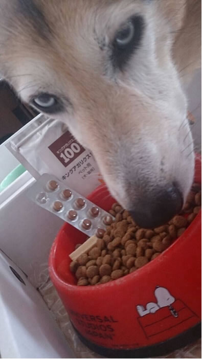 アガリクスと犬
