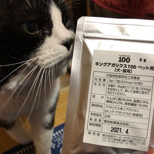 ねこ