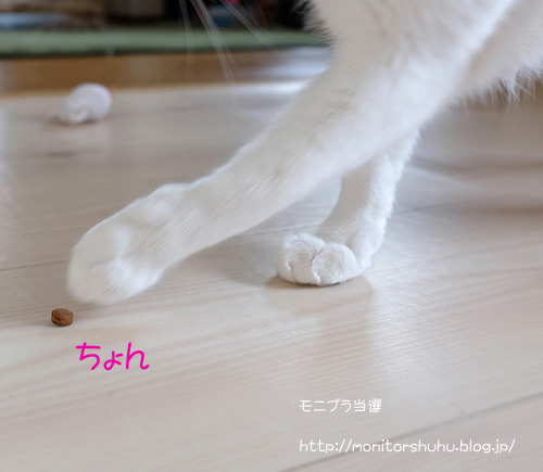 ねことキングアガリクス