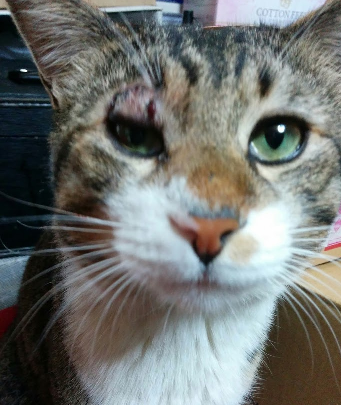 ねこ