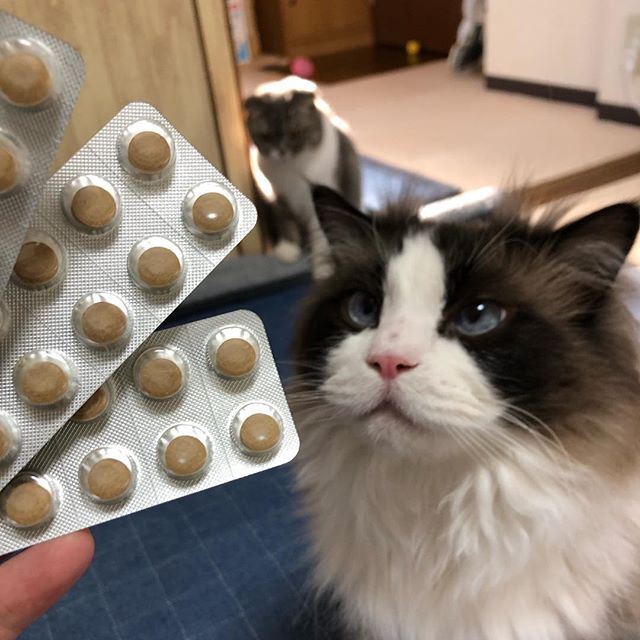 ねことアガリクス
