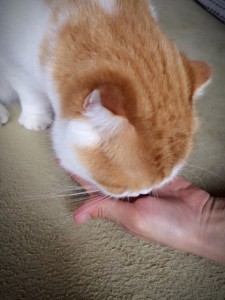 ねこ