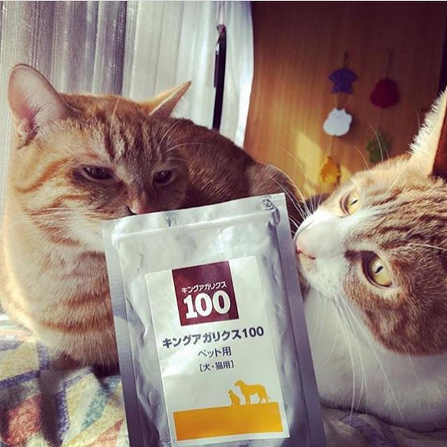 ねこ