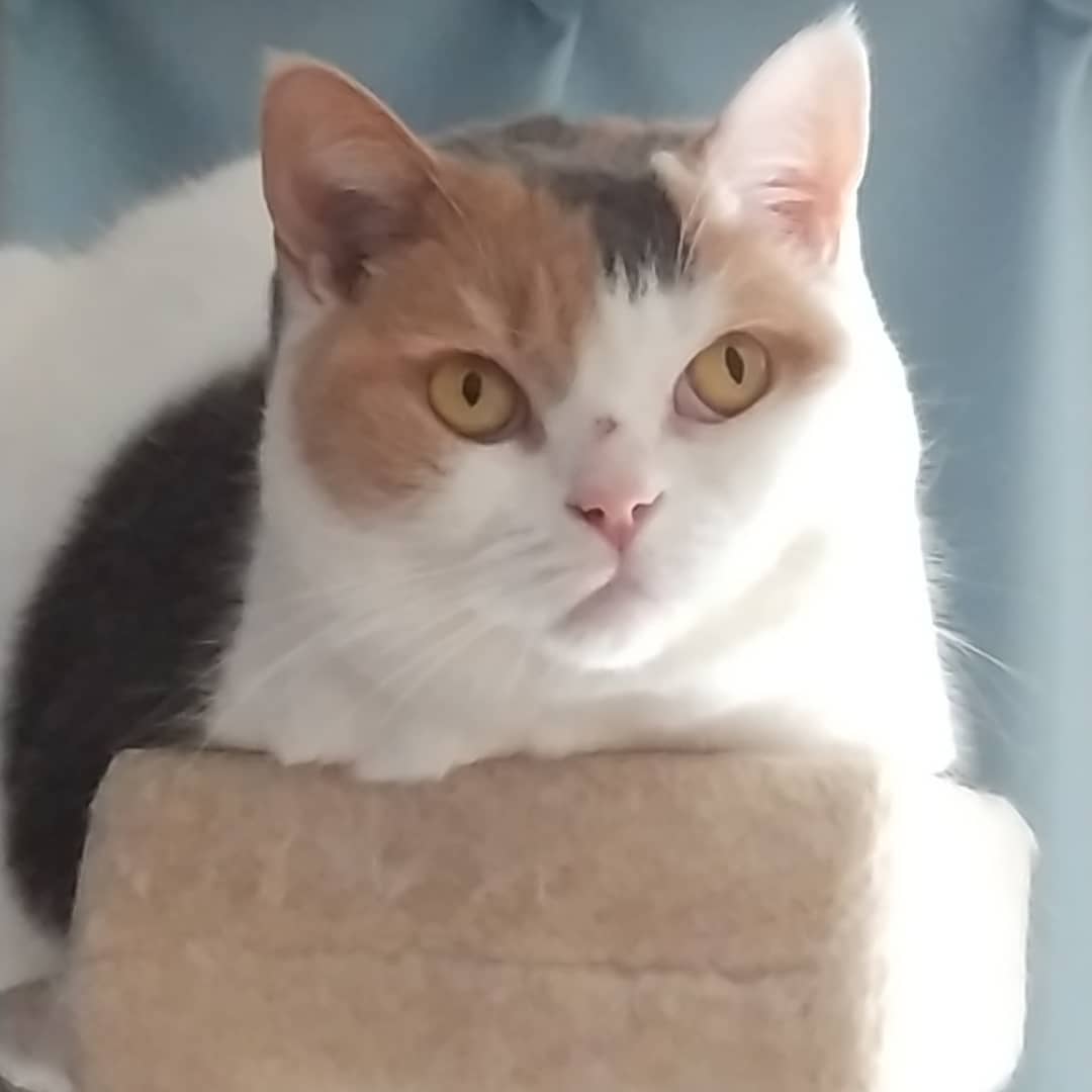 ブリティッシュショートヘア