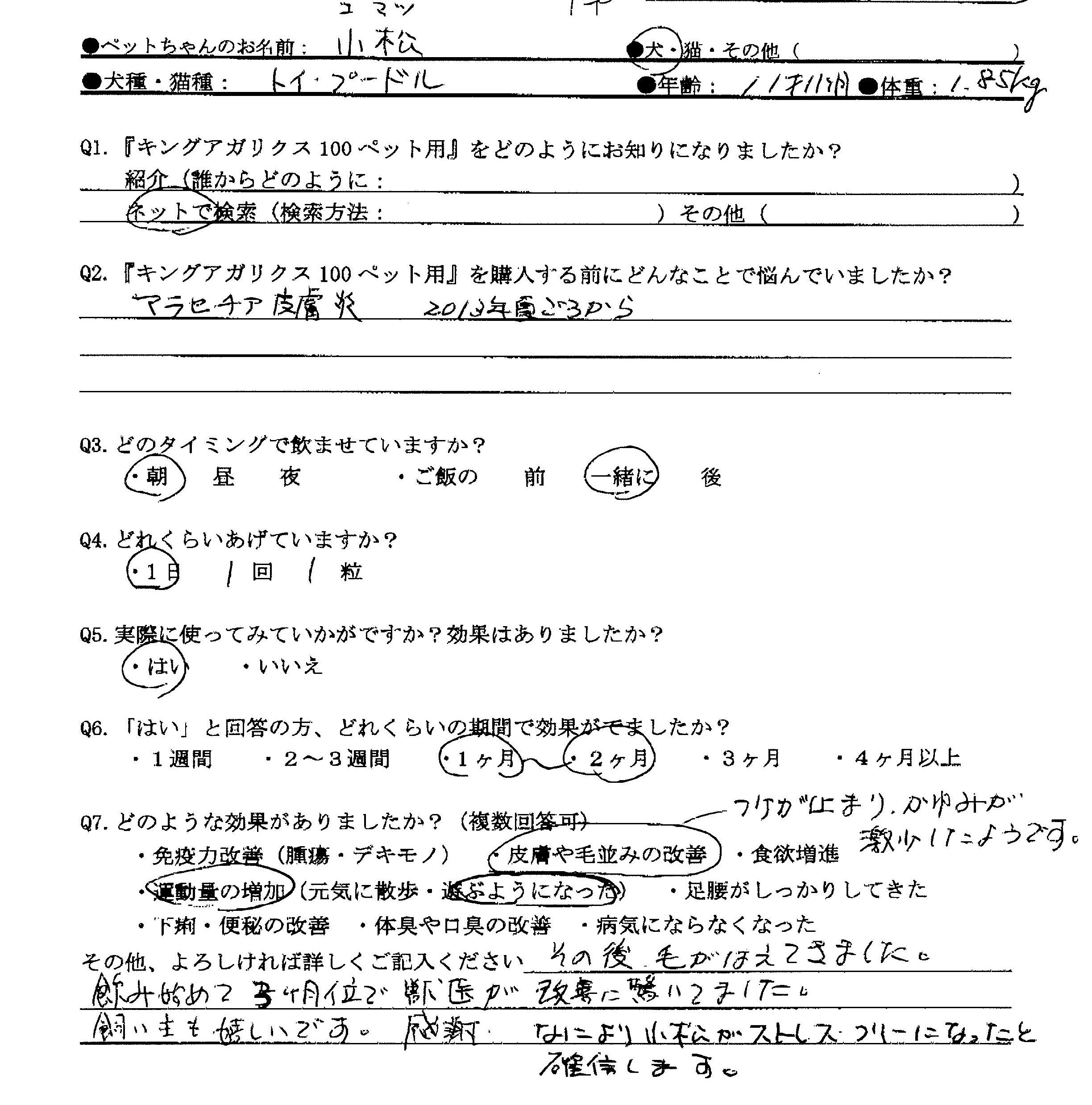 トイプードル マラセチア