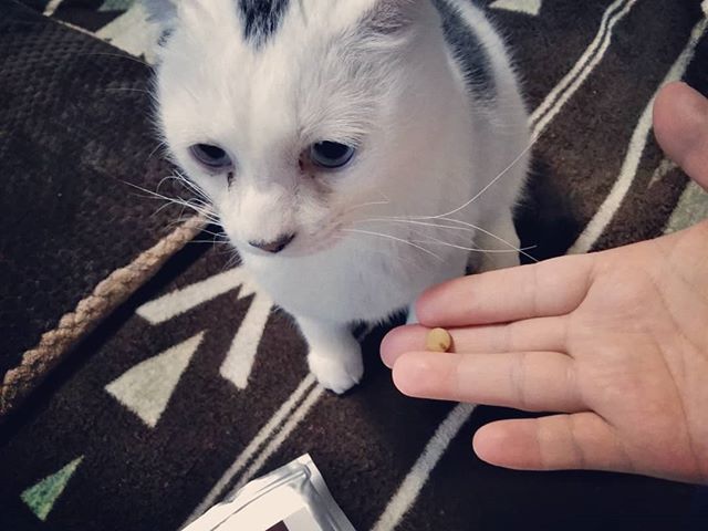 ねこ