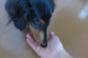 食べている犬