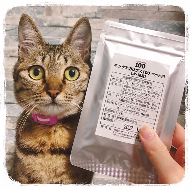 ねこ