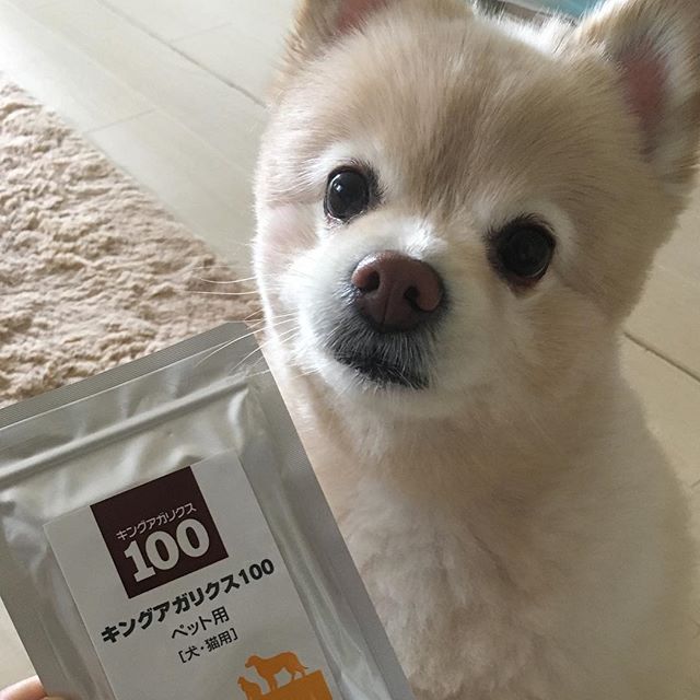 ポメラニアン