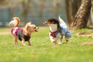 犬の写真