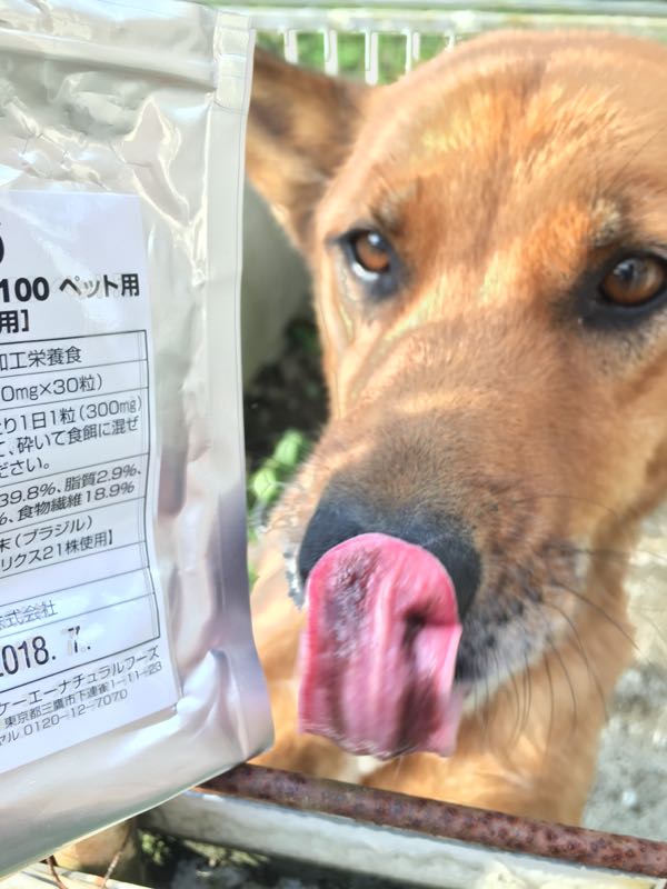 キングアガリクス100と犬