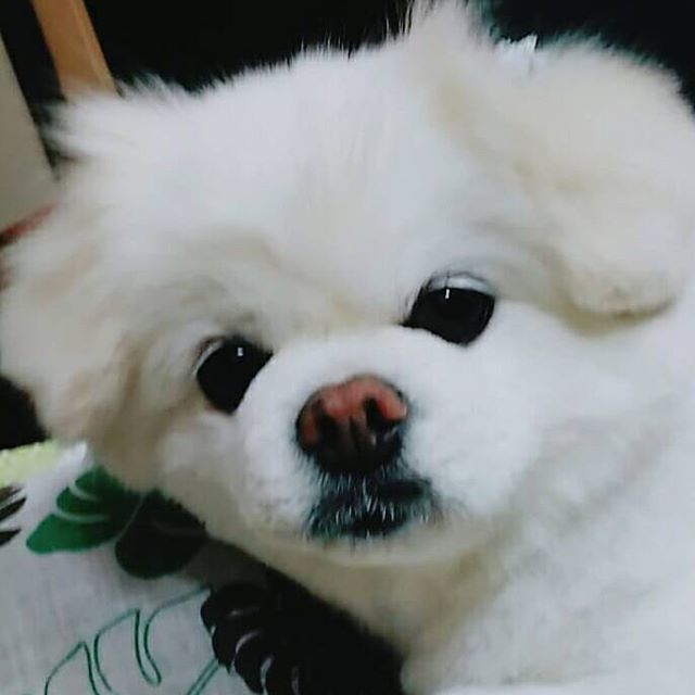 いぬ