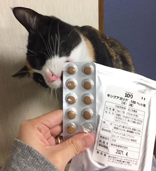 ねこ