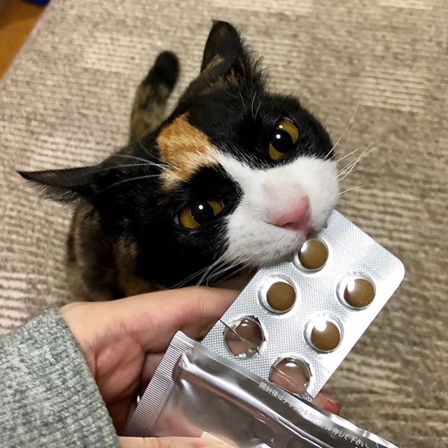 ねこ