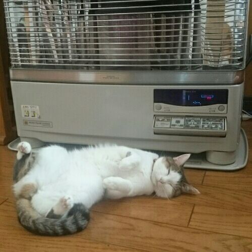 ねこ