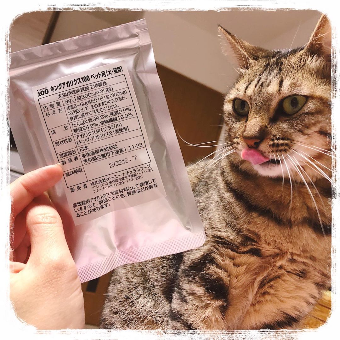 ねこ
