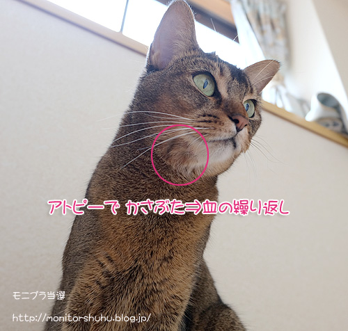 アビシニアン