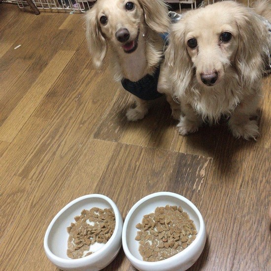ミニチュアダックス