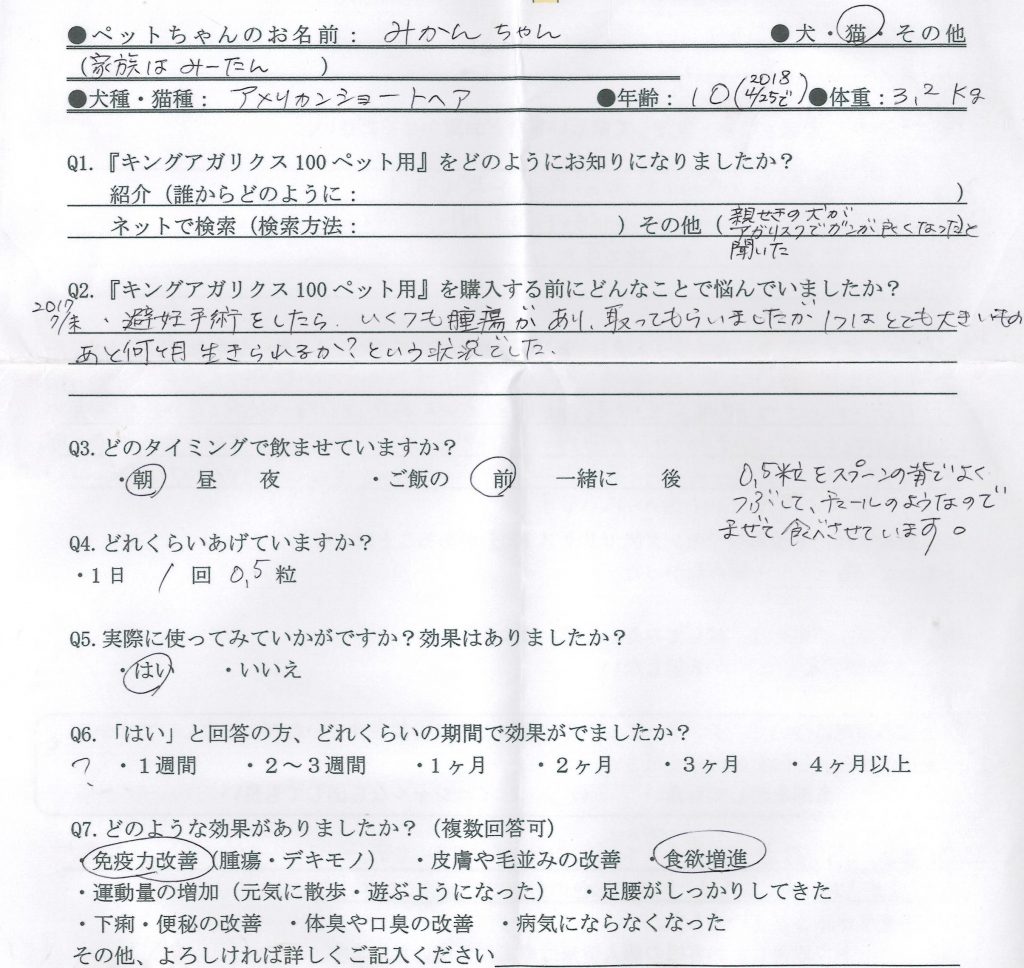 アメリカンショートヘア　腫瘍