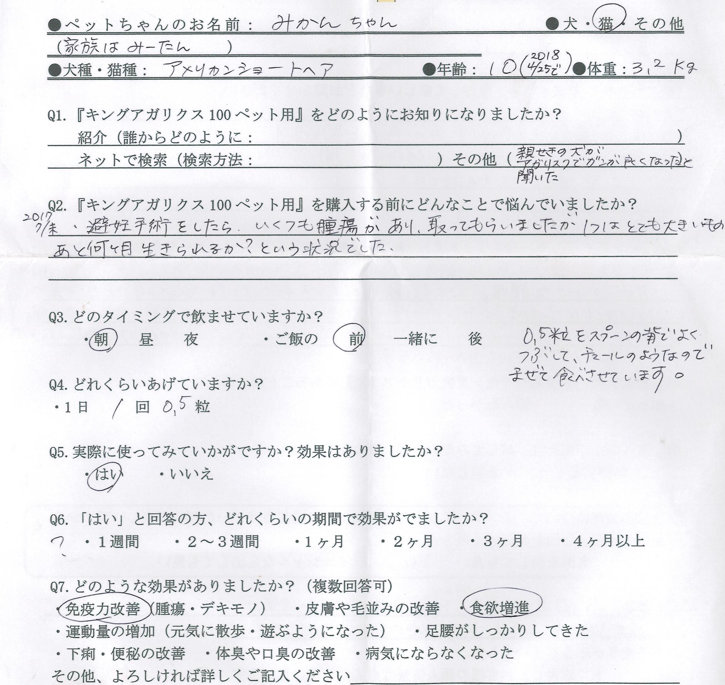 アメリカンショートヘア　腫瘍