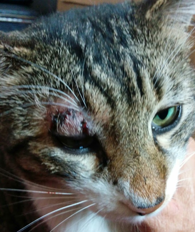 ねこ