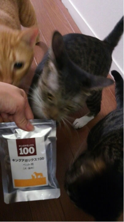 猫２