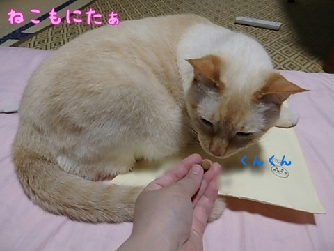 ねこ