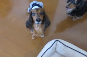 シニア犬