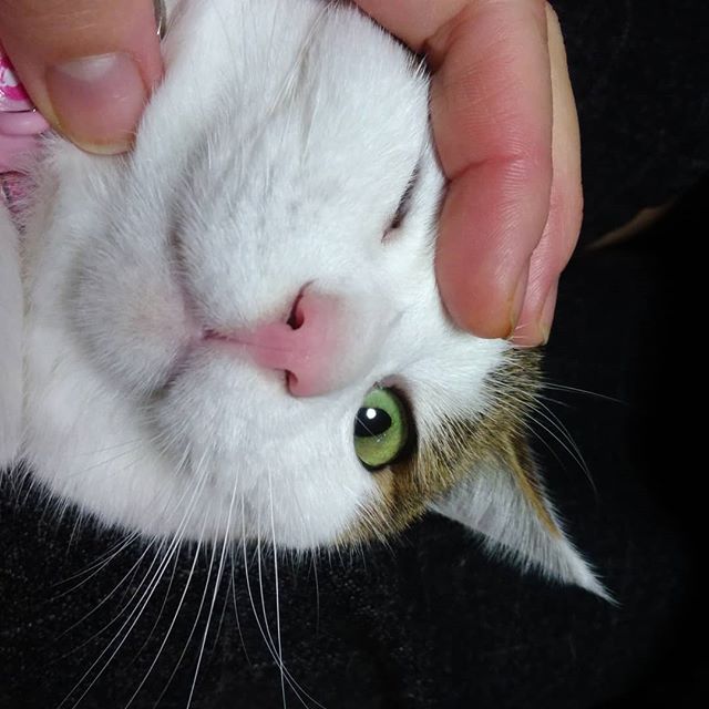 ねこ