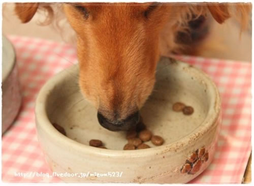 食べている犬