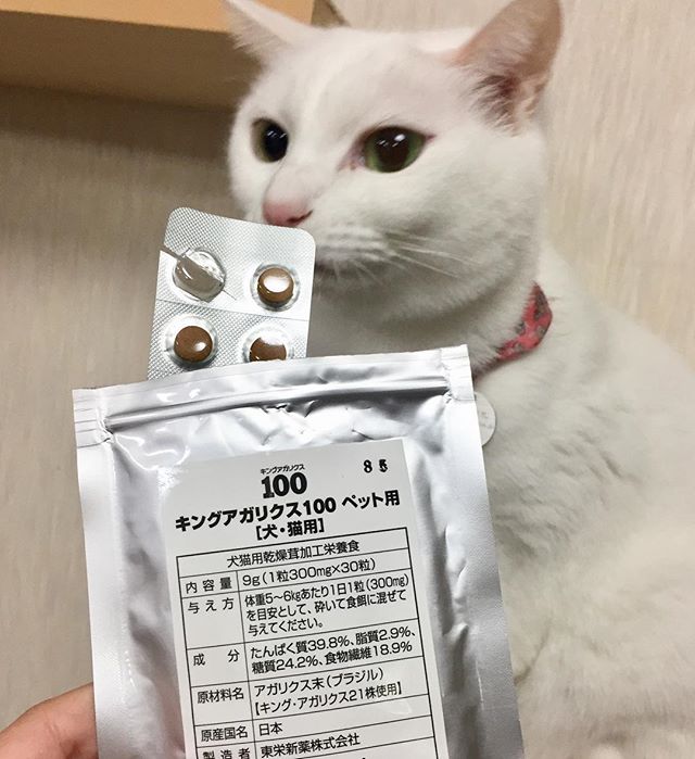 ねこ