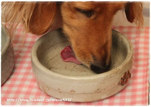 食べ終わった犬