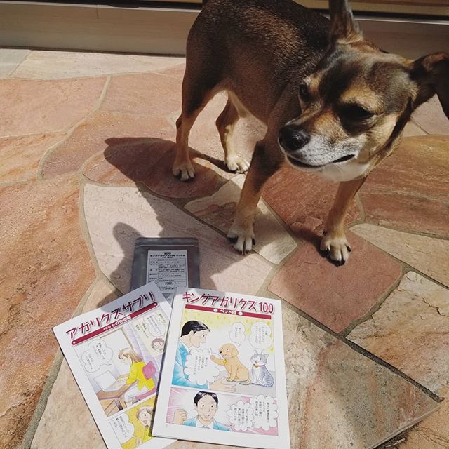 犬