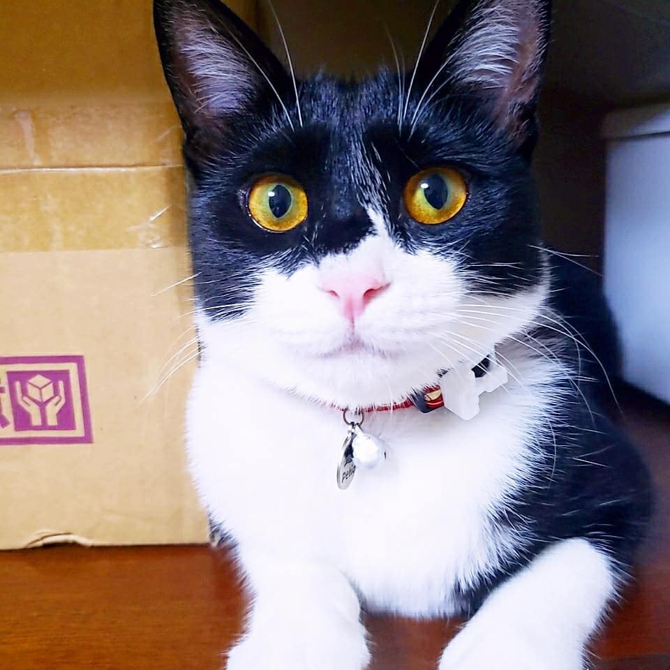 ねこ