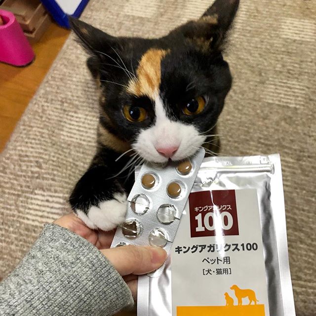 ねこ