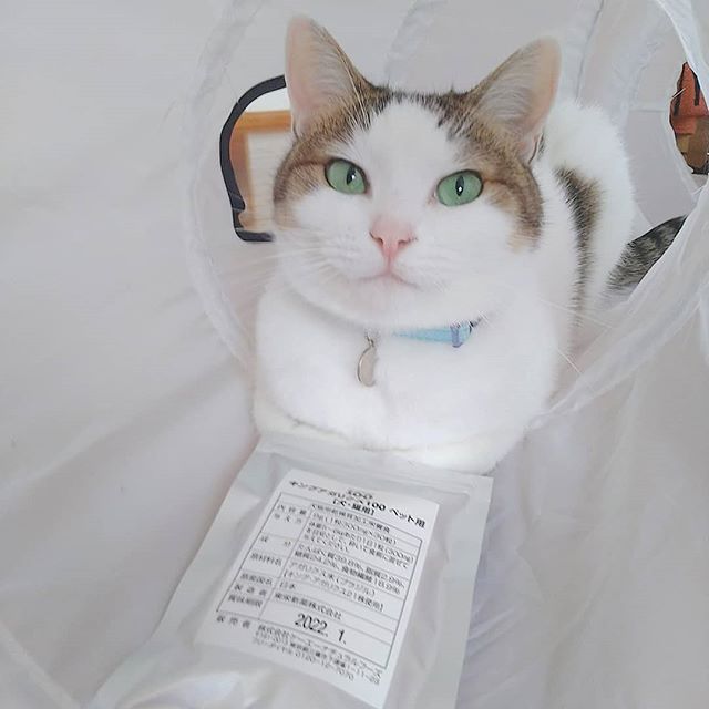 ねこ