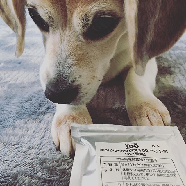 ビーグル