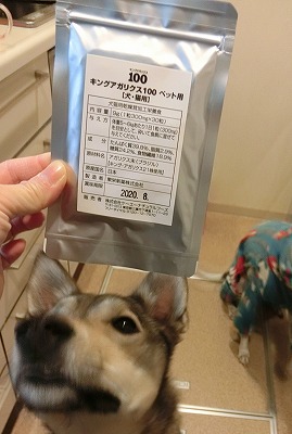 犬とキングアガリクス